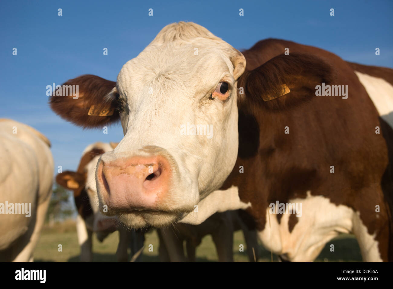 Visage DE VACHE DANS LES PÂTURAGES FAVEROLLES CANTAL AUVERGNE FRANCE Banque D'Images