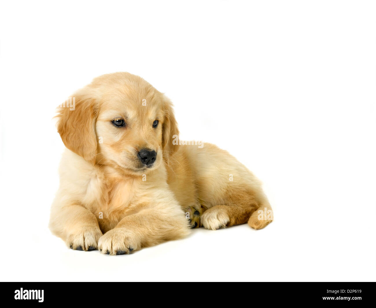 Chiot Golden Retriever Banque D'Images Chiot Golden Retriever Banque D'Images