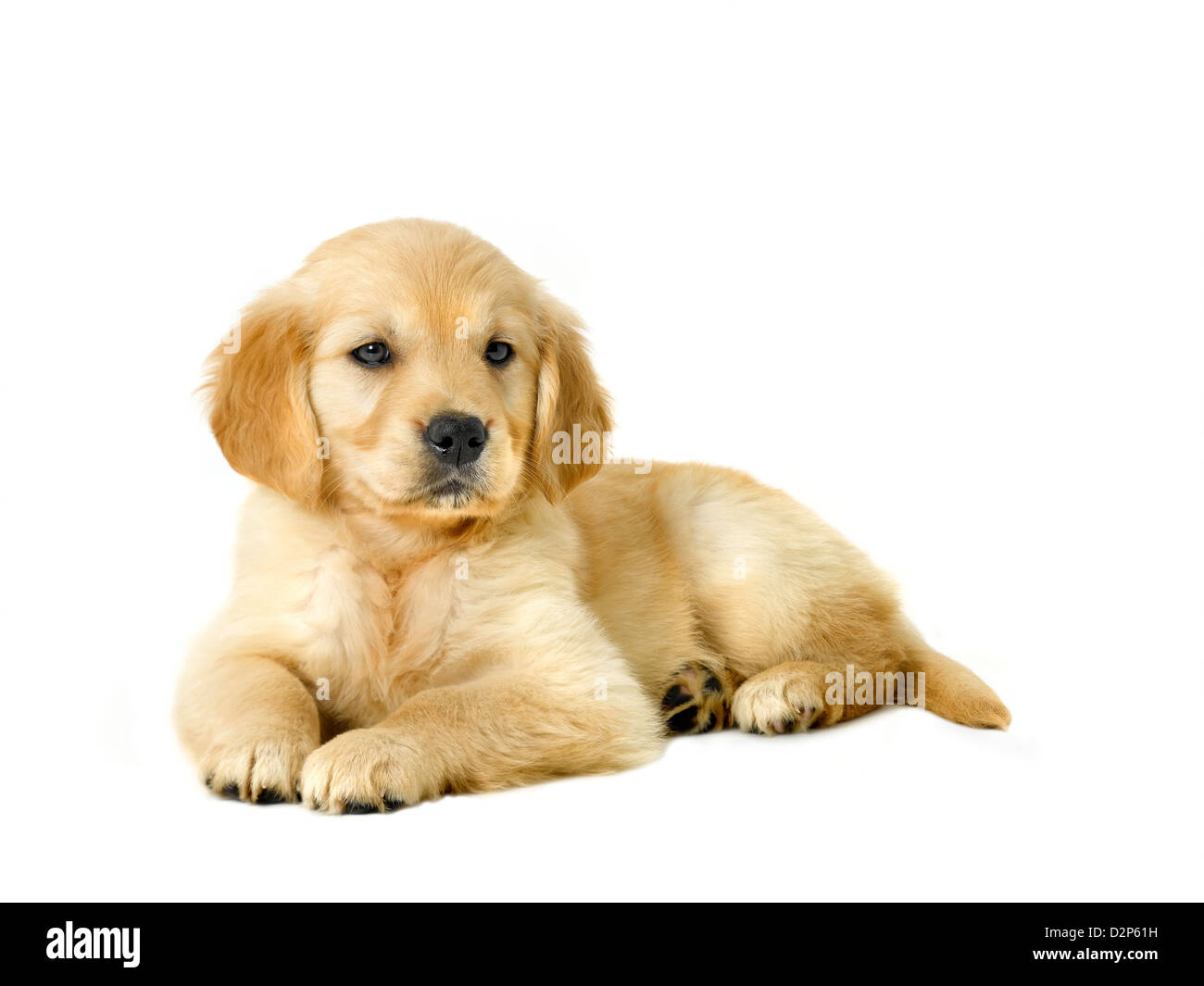 Chiot Golden Retriever Banque D'Images Chiot Golden Retriever Banque D'Images