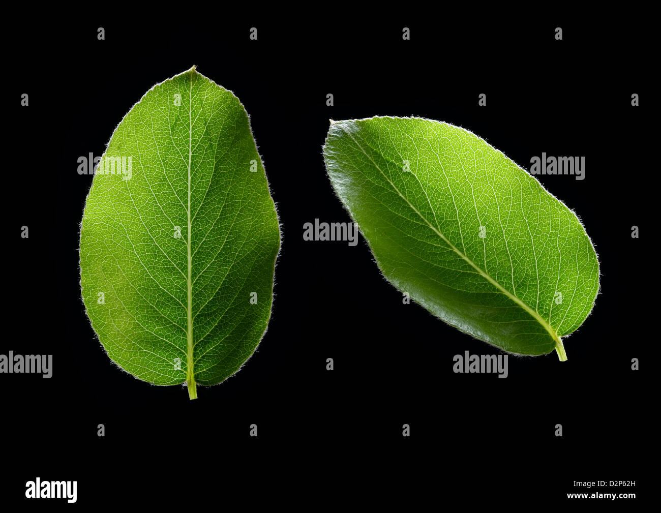 feuille d’abricot Banque D'Images