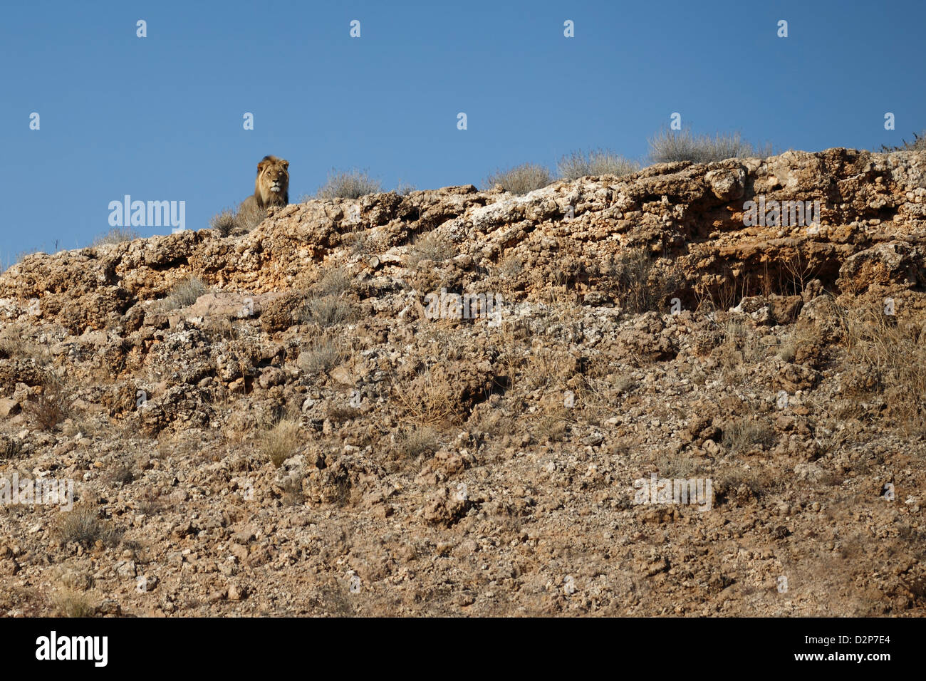 Grand mâle debout Kalahari sur les rochers. Kgalagadi Transfrontier Park, Afrique du Sud. Banque D'Images