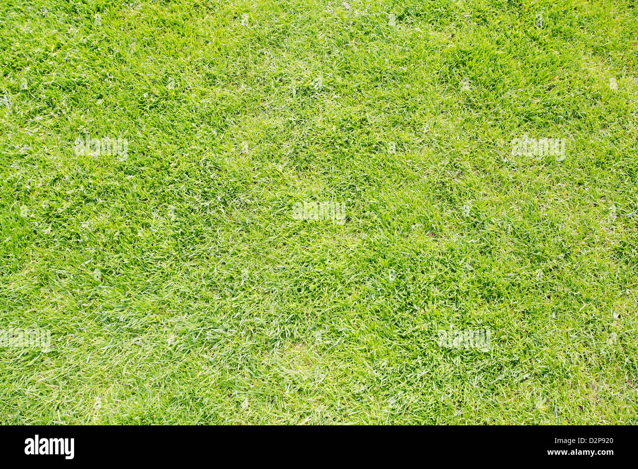 La texture de l'herbe verte d'un champ Banque D'Images