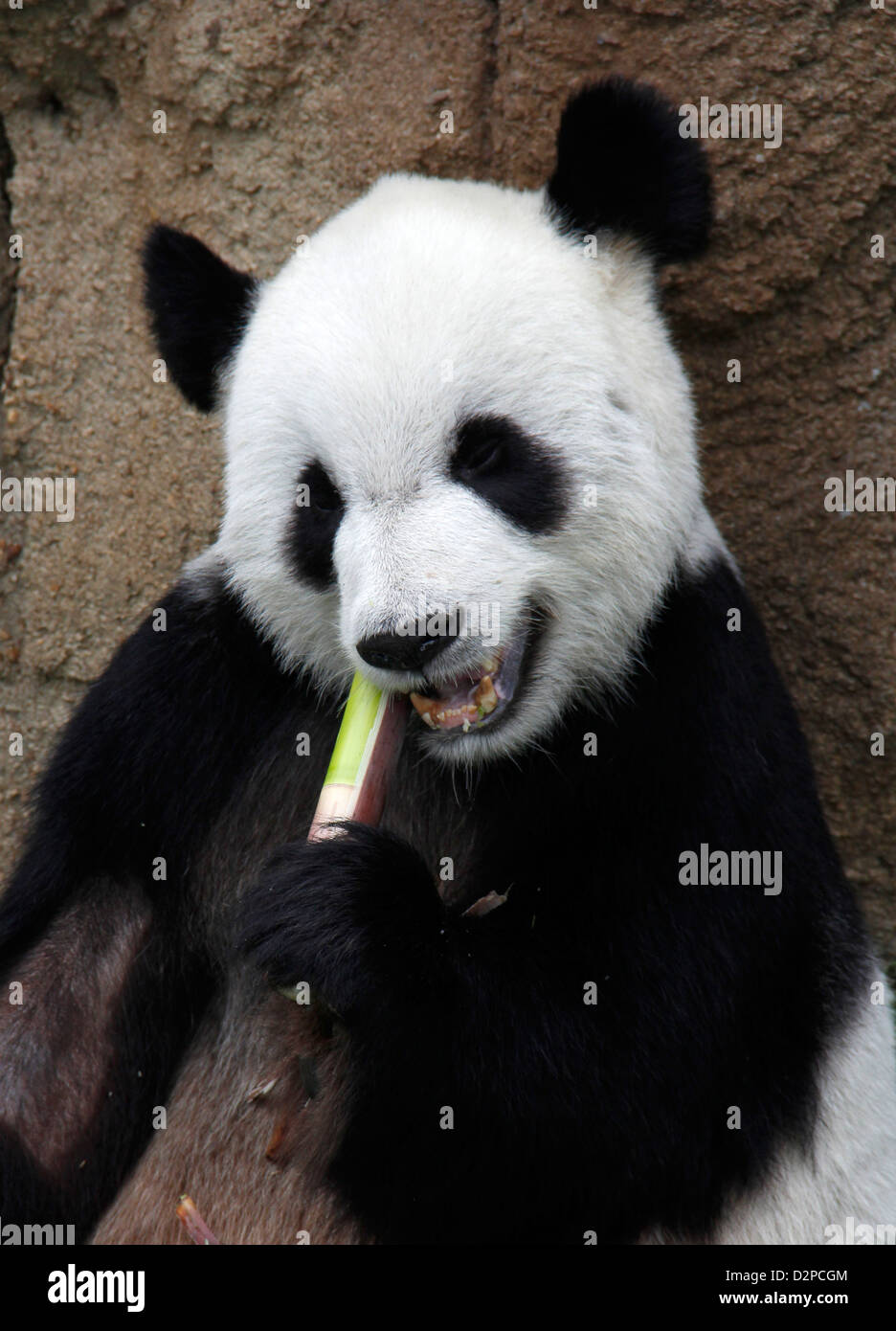 Grand Panda eating bamboo Memphis Zoo Virginia Banque D'Images