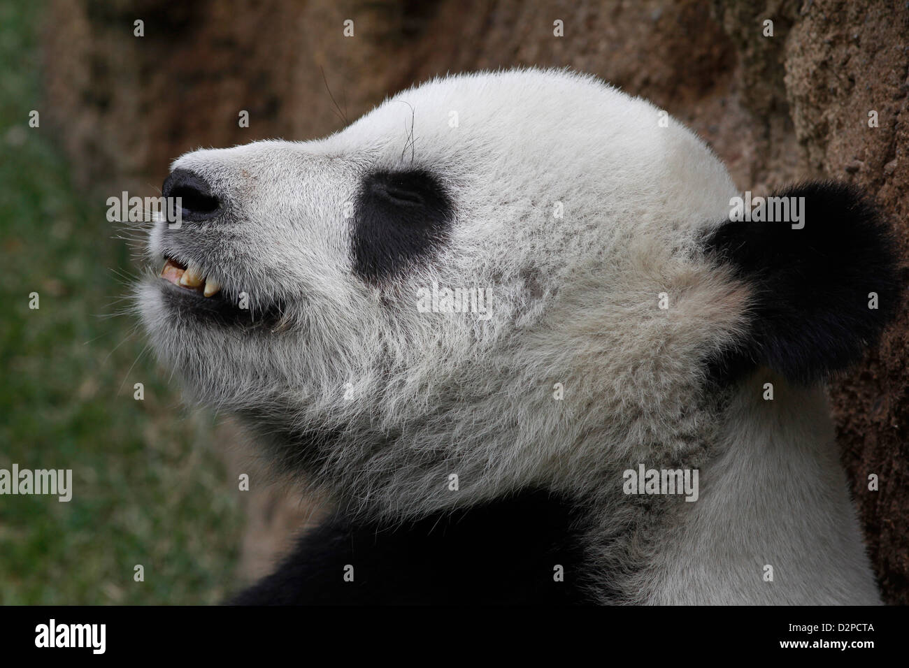 Grand Panda eating bamboo Memphis Zoo Virginia Banque D'Images