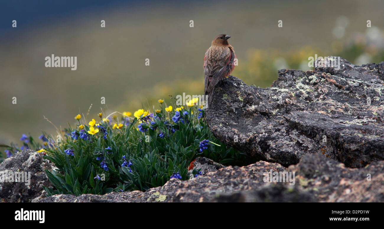 Brown plafonnées race Rosy Finch de granit sur le Parc National des Montagnes Rocheuses au Colorado Banque D'Images