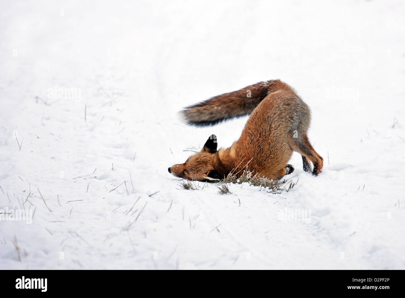 Le renard roux (Vulpes vulpes) marque territoire en frottant des glandes odoriférantes dans la neige en hiver Banque D'Images