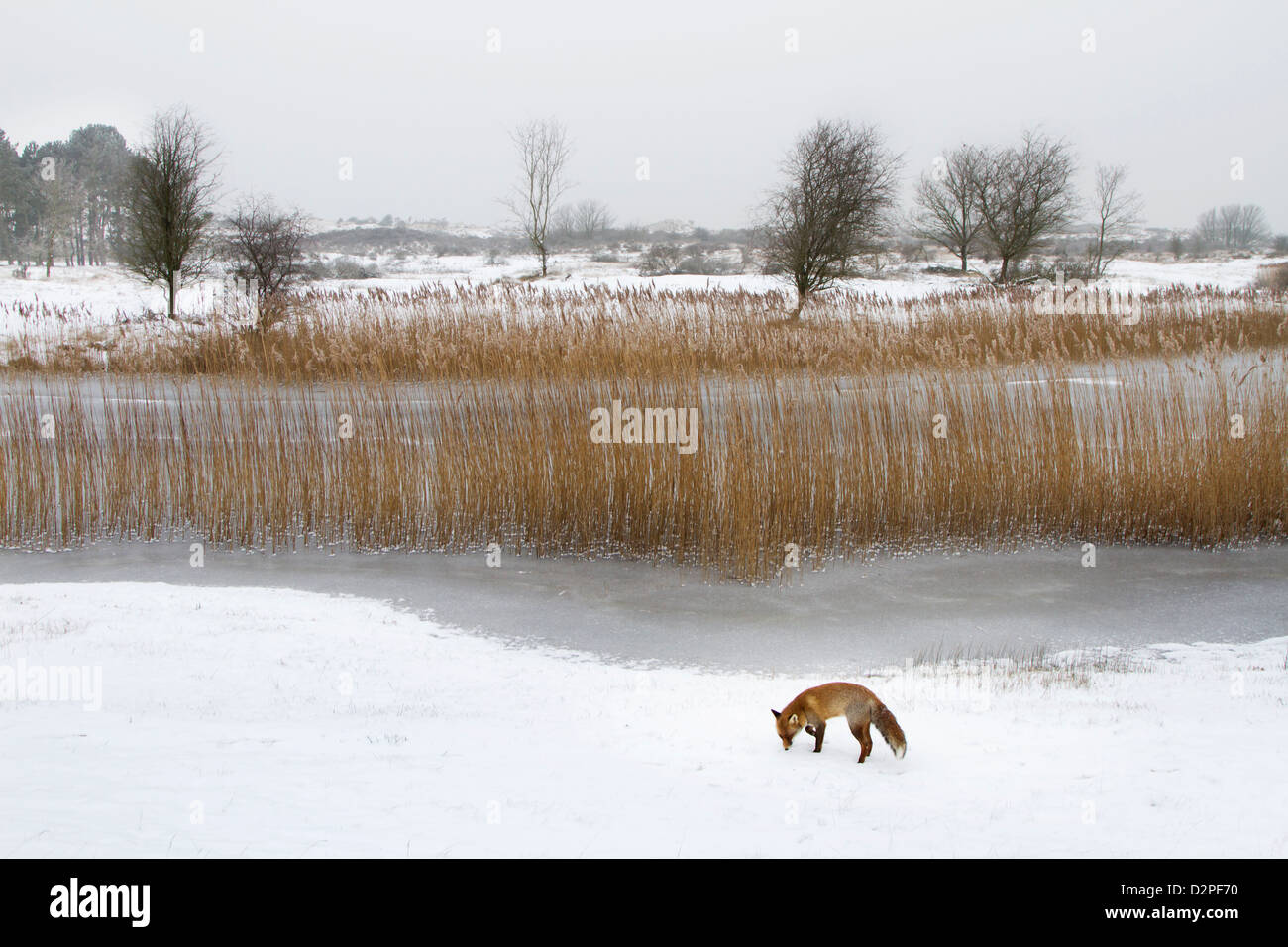 Le renard roux (Vulpes vulpes) chasse le long de la roselière et le lac dans la neige en hiver Banque D'Images
