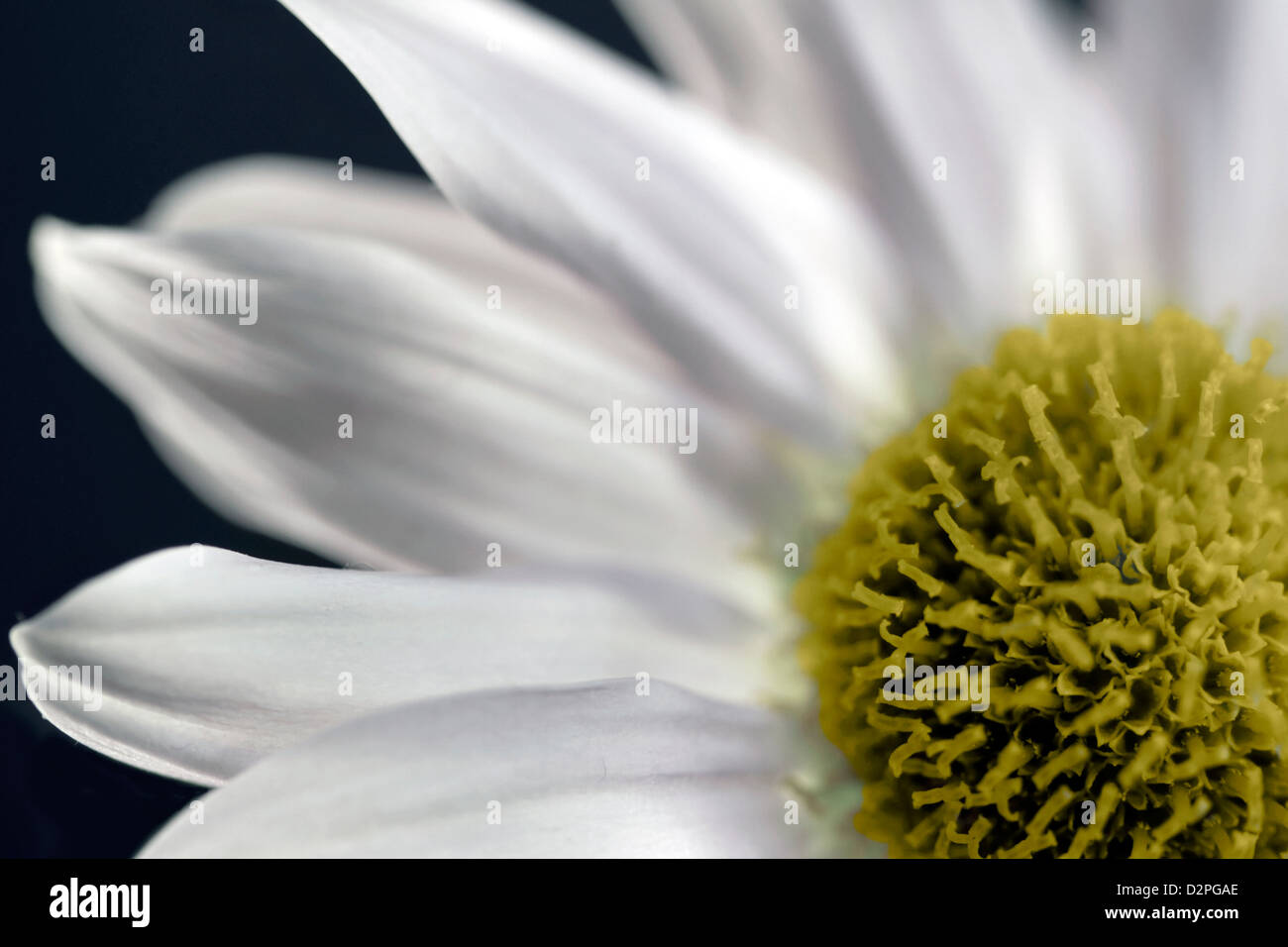 Plan macro sur une fleur jaune bud Banque D'Images