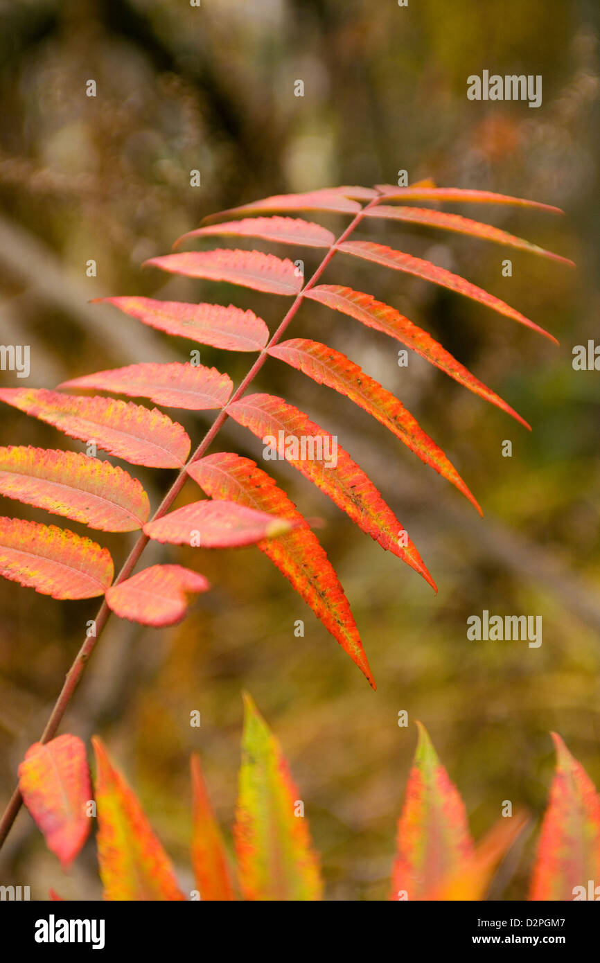 Berlin, Allemagne, Herbstfaerbung les feuilles de l'arbre du vinaigre Banque D'Images