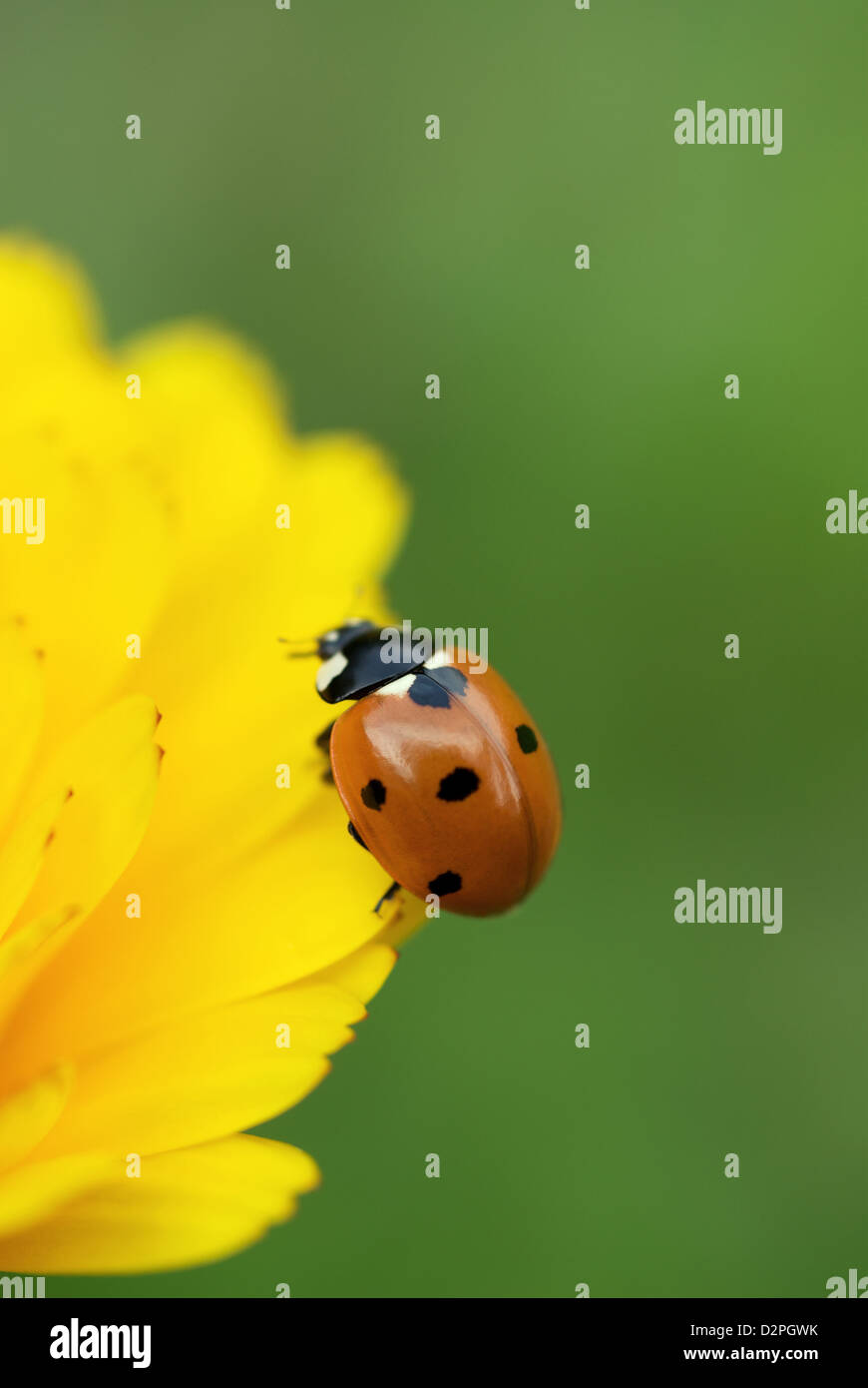 Nauen, Allemagne, une coccinelle sur un marigold Banque D'Images