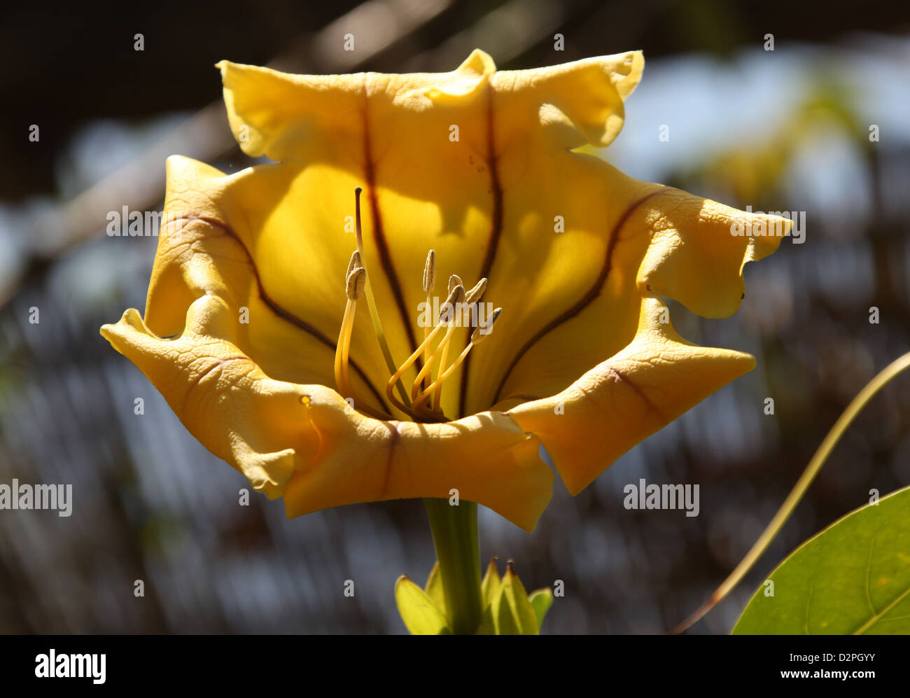 Tasse de vigne d'or, Solandra maxima, Solandreae, Solanaceae. Sud des Etats-Unis, Mexique, Amérique Centrale, Caraïbes. Banque D'Images
