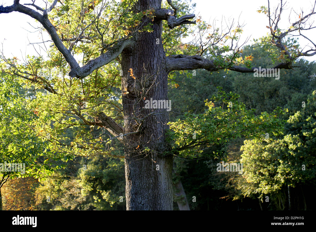 Vieux Chêne avec des branches ressemblant à des armes. Banque D'Images