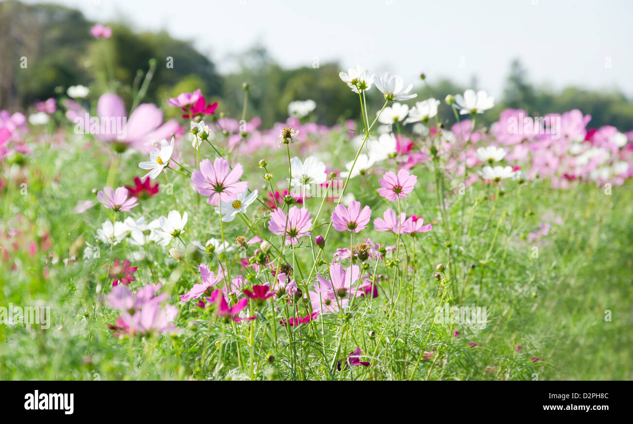 Jardin de fleurs , domaine de beau floral Banque D'Images