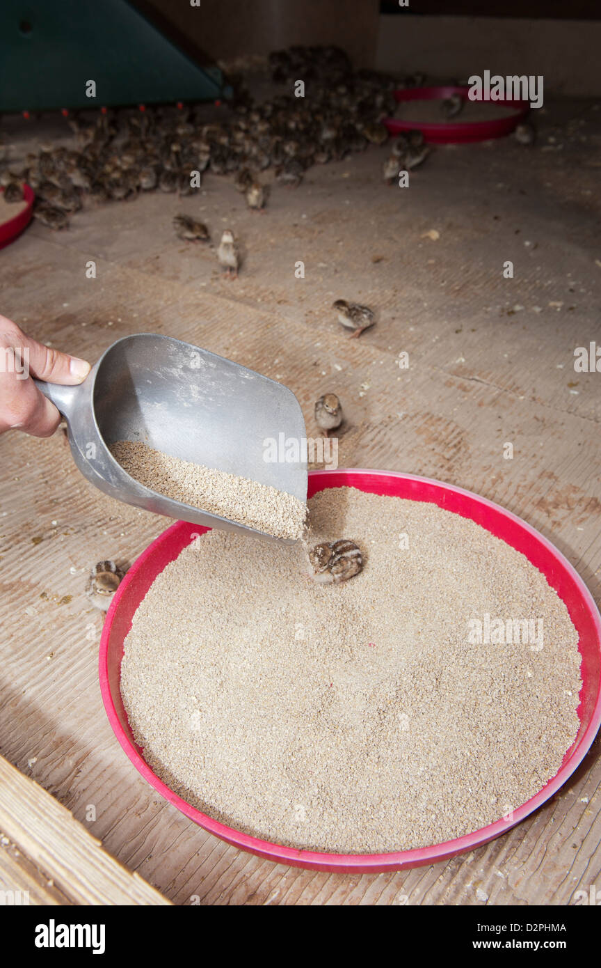 Jour d'alimentation poussins faisan dans un hangar d'élevage sur une succession de prise de vue. Banque D'Images