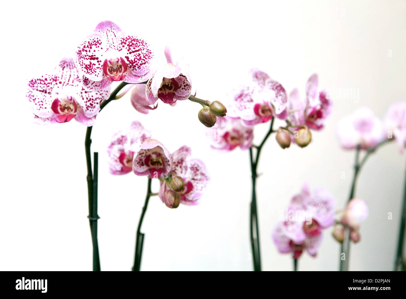 Berlin, Allemagne, les orchidées Banque D'Images