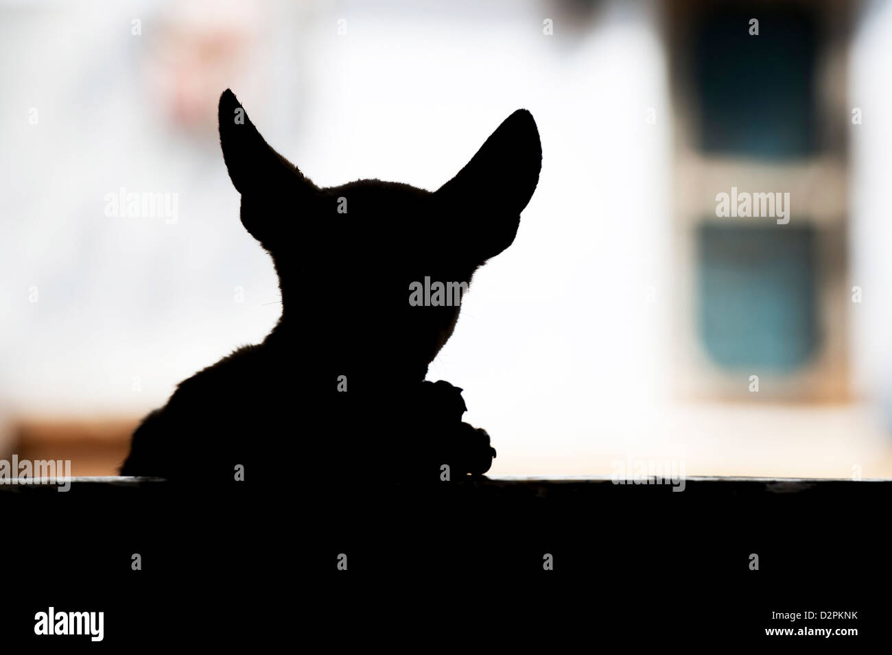 Silhouette d'un Indien chiot avec les grandes oreilles assis sur une maison de village porte. L'Inde Banque D'Images