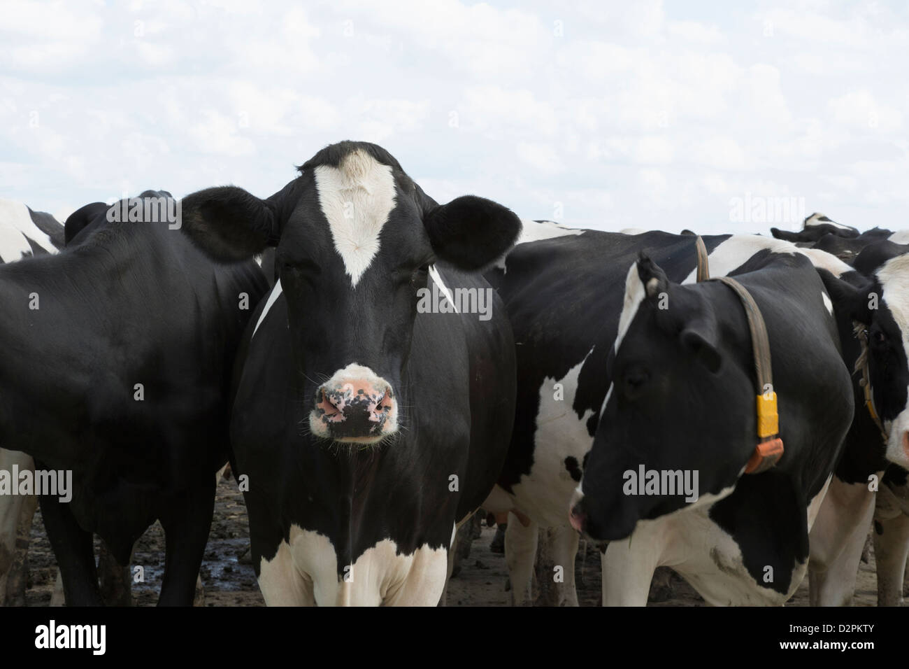 Les vaches avec tags Standing together Banque D'Images
