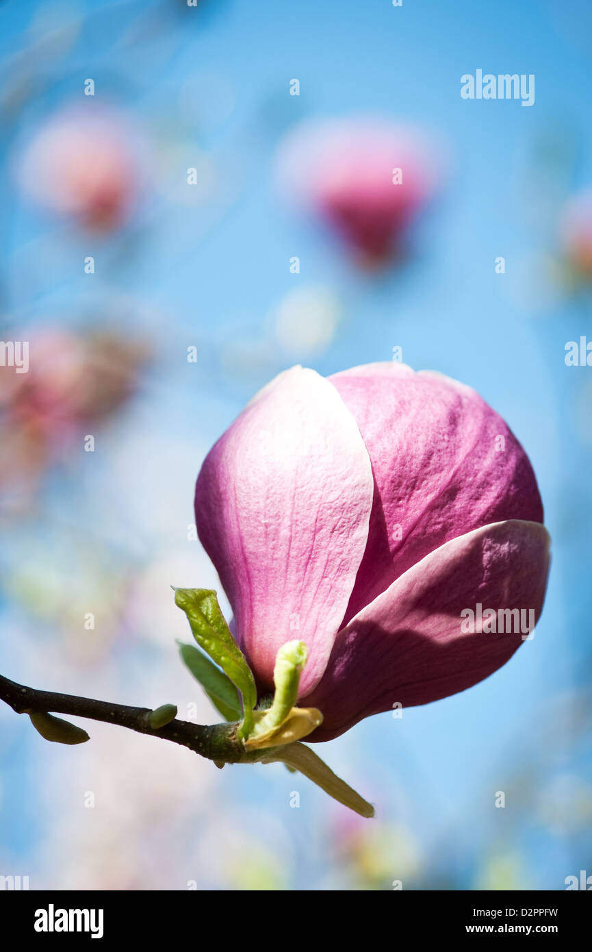Détail de fleurs de magnolia tree flower Banque D'Images