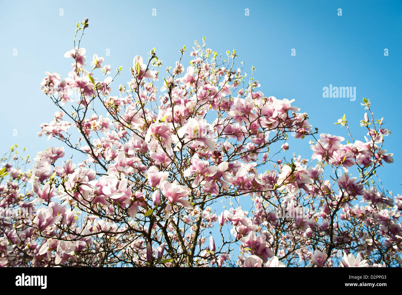 Magnolia en fleurs avec ciel bleu clair en arrière-plan Banque D'Images