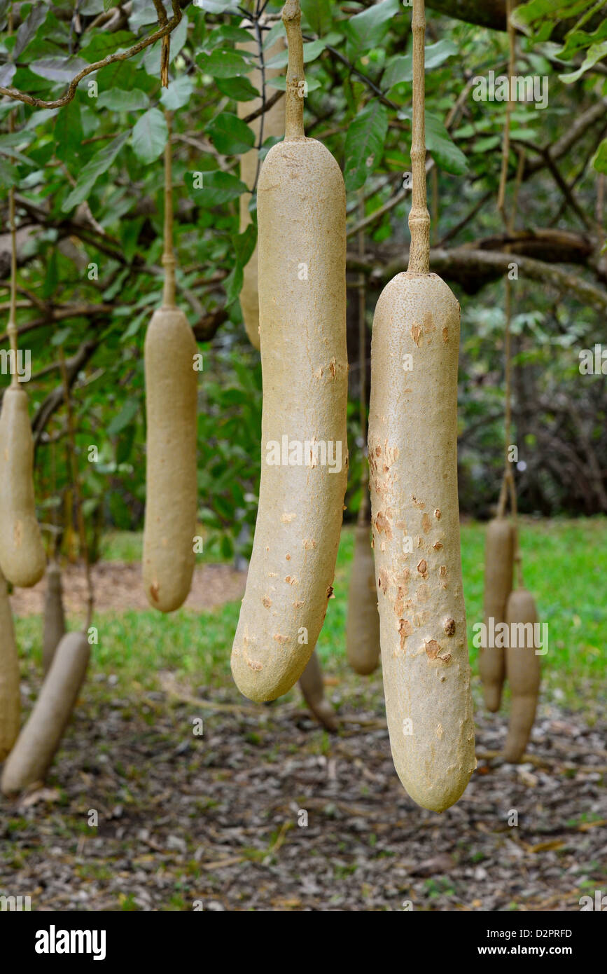 Hanging fruits de l'arbre Kigelia africana (saucisse). Fairchild Botanical Garden, Coral Gables, Florida, USA. Banque D'Images