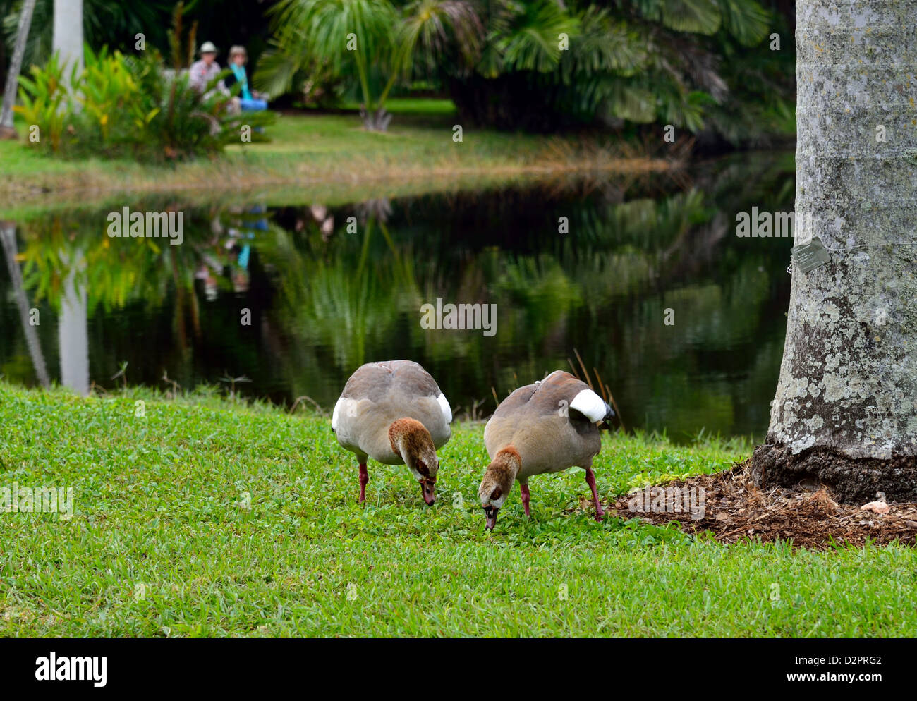 Une paire d'oies égyptiennes (Alopochen aegyptiacus) au pâturage le Fairchild Botanical Garden. Coral Gables, en Floride, aux Etats-Unis. Banque D'Images