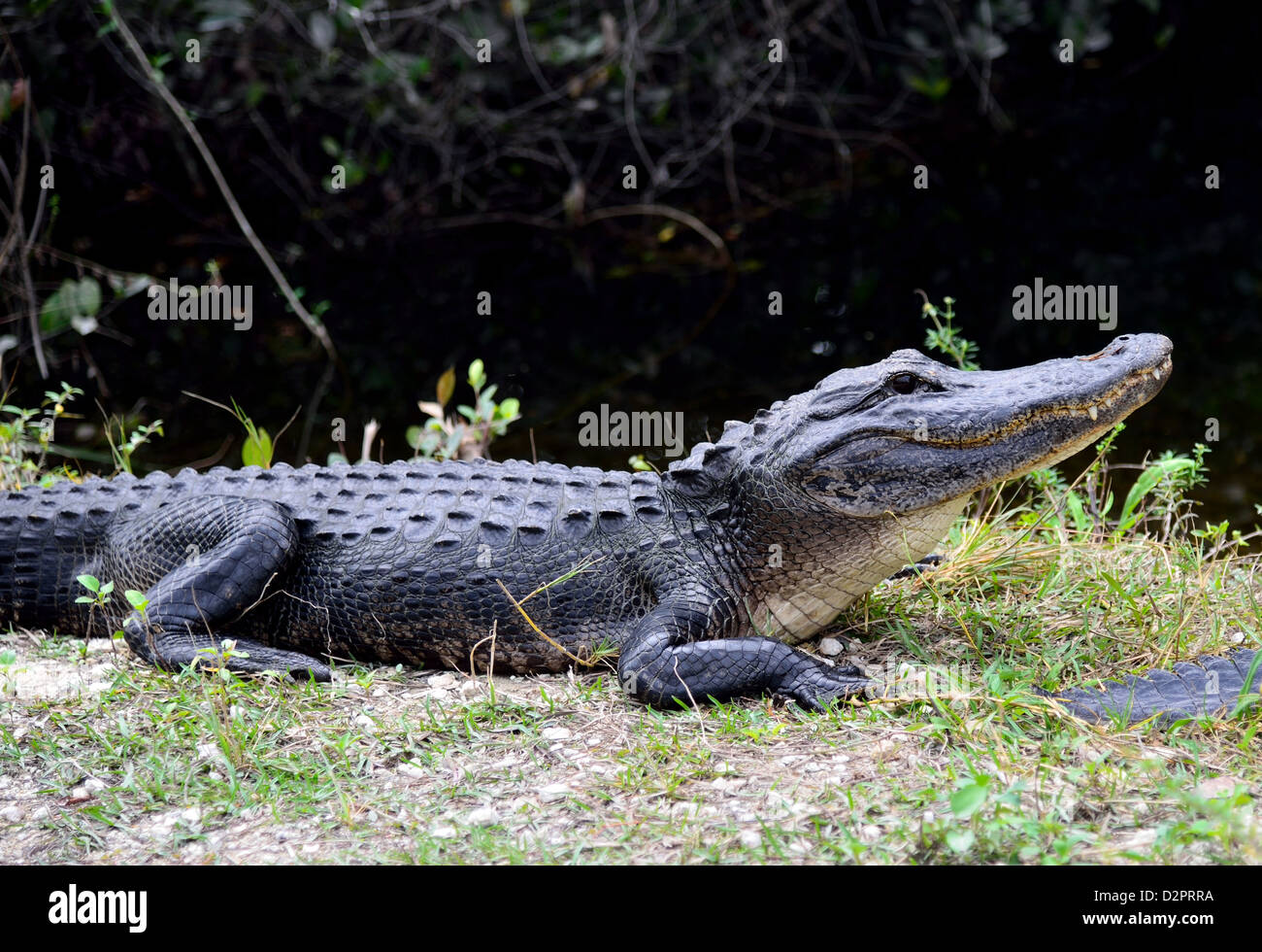 Un alligator à la Big Cypress National Preserve, en Floride, aux États-Unis. Banque D'Images Un alligator à la Big Cypress National Preserve, en Floride, aux États-Unis. Banque D'Images