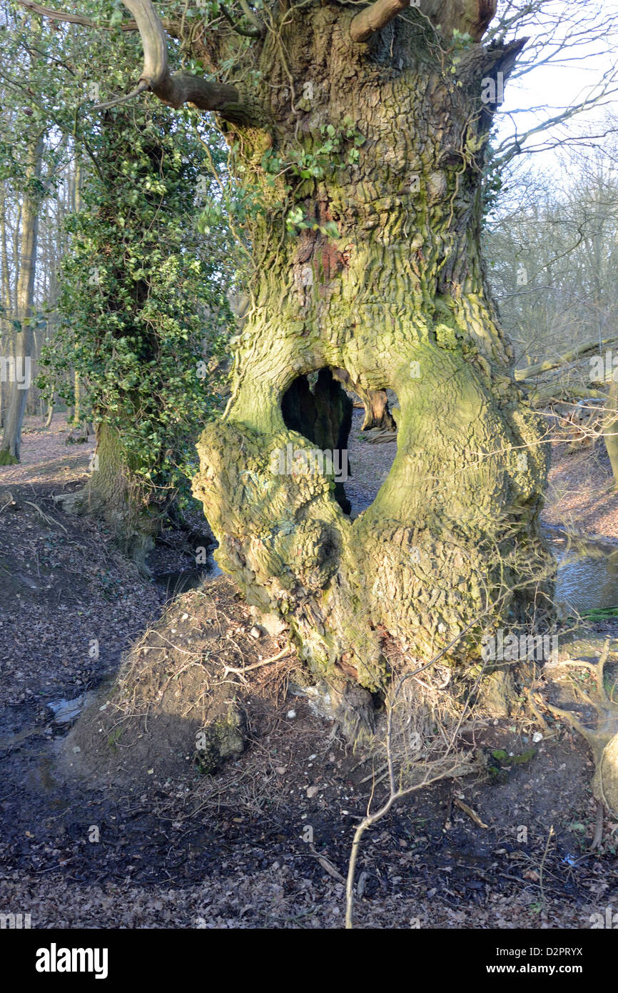 Tronc d'arbre noueux avec trou près de Caistor St Edmund, Norfolk, UK Banque D'Images