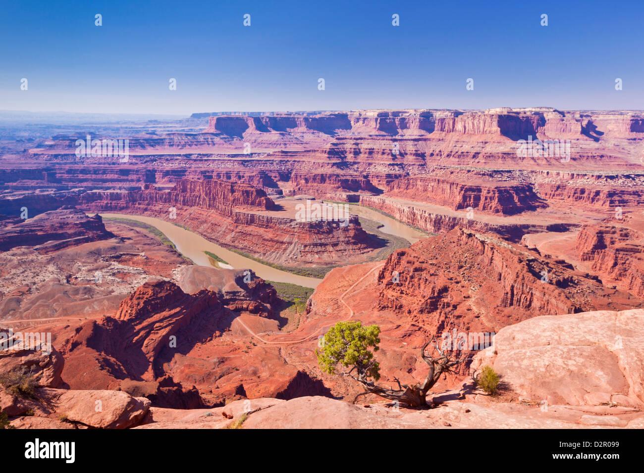 Colorado River Bend de cygne, Dead Horse Point State Park donnent sur, Utah, États-Unis d'Amérique, Amérique du Nord Banque D'Images