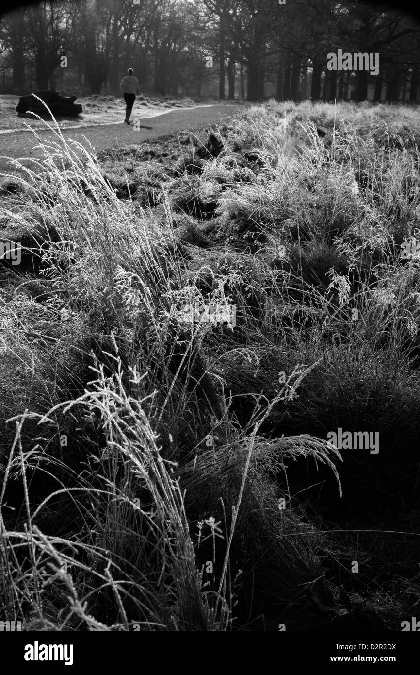 Le gel de l'herbe incrustés dans Richmond Park, Roehampton, Londres, UK Banque D'Images