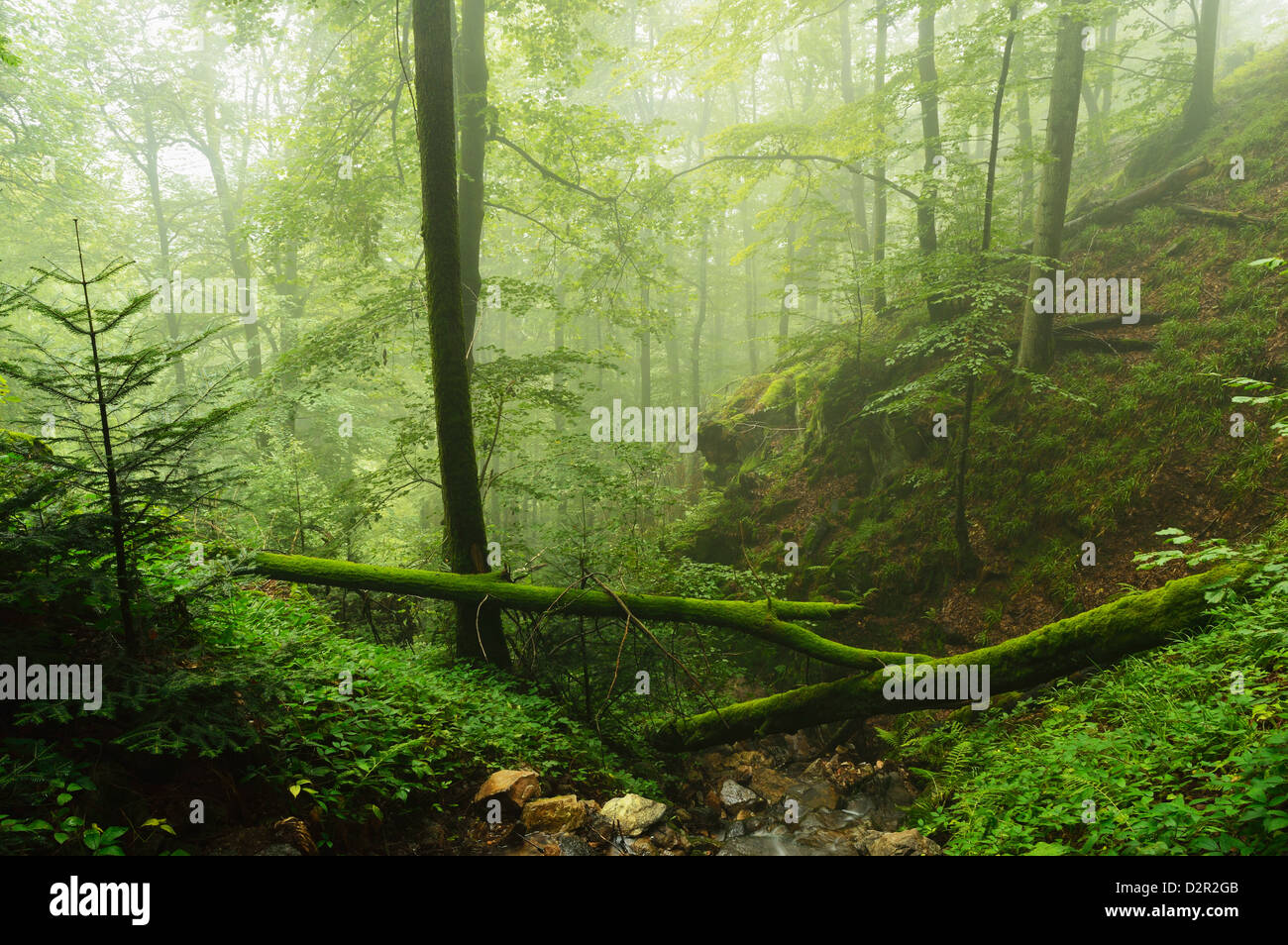 Dans le brouillard de la Forêt-Noire, près de Wehr, Baden-Wurttemberg, Germany, Europe Banque D'Images