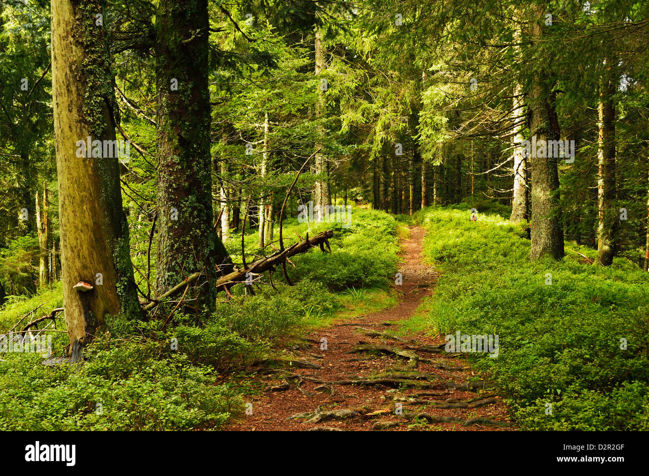 Sentier de promenade Hochkopf, près de Schonau, Forêt-Noire, Bade-Wurtemberg, Allemagne, Europe Banque D'Images