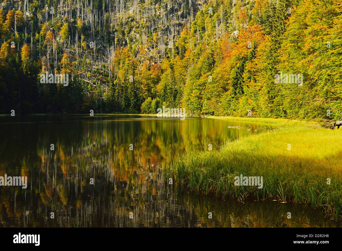 Rachel (Rachelsee Lake), Grosser Rachel, Parc National de la forêt bavaroise, Bavaria, Germany, Europe Banque D'Images