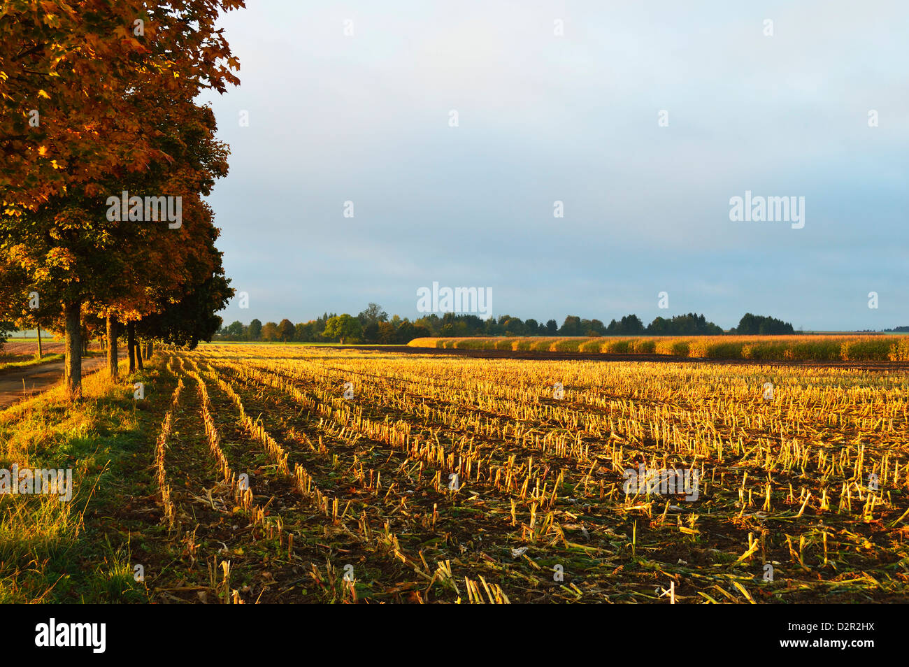 Scène d'automne rural près de Villingen-Schwenningen, forêt noire, forêt-Noire-baar, Baden-Wurttemberg, Germany, Europe Banque D'Images