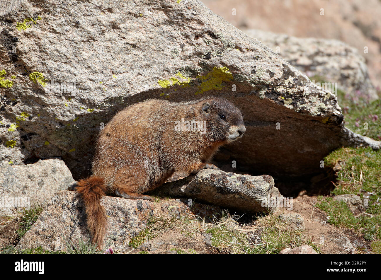 À VENTRE JAUNE (yellowbelly) Marmotte (Marmota flaviventris), Mount Evans, Arapaho-Roosevelt National Forest, Colorado, USA Banque D'Images