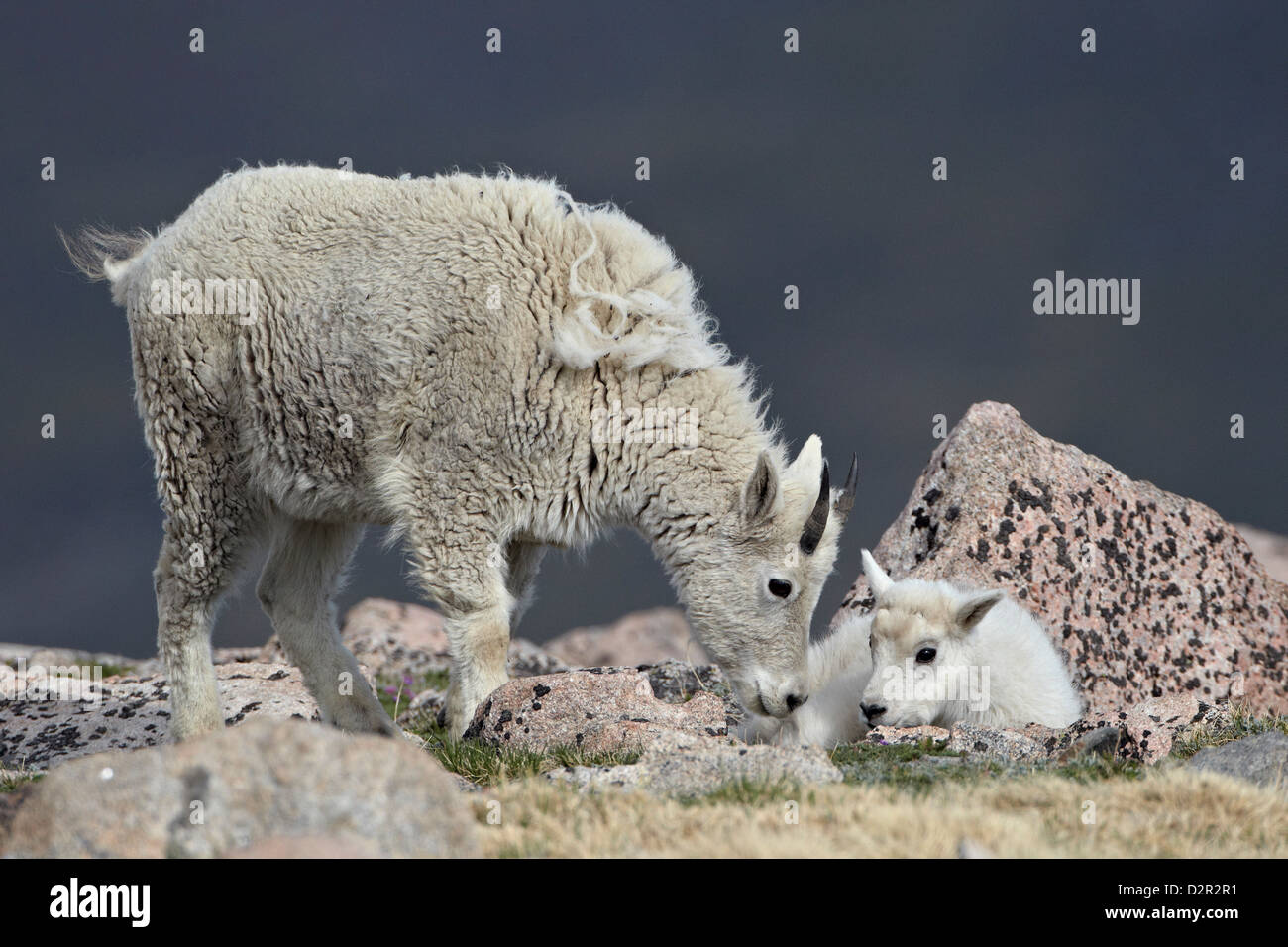 La chèvre de montagne (Oreamnos americanus) juvénile et le kid, Mount Evans, Arapaho-Roosevelt National Forest, Colorado, USA Banque D'Images