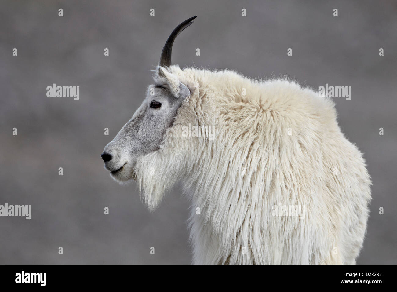 La chèvre de montagne (Oreamnos americanus), Mount Evans, Arapaho-Roosevelt National Forest, Colorado, USA Banque D'Images