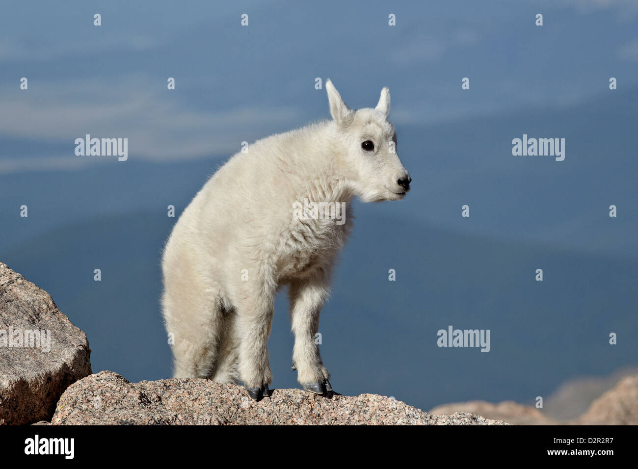 La chèvre de montagne (Oreamnos americanus) enfant, Mount Evans, Arapaho-Roosevelt National Forest, Colorado, USA Banque D'Images