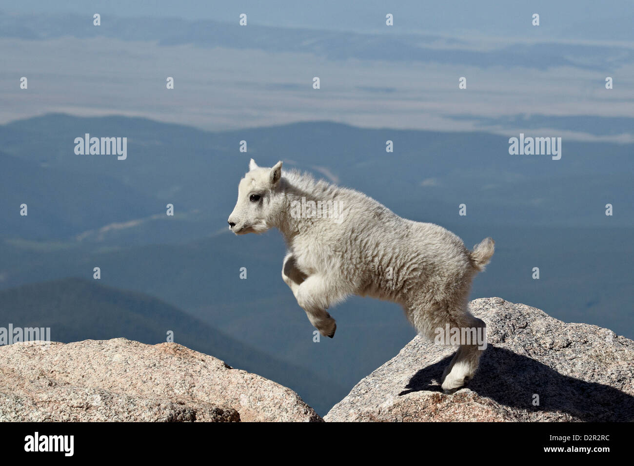 La chèvre de montagne (Oreamnos americanus) kid jumping, Mount Evans, Arapaho-Roosevelt National Forest, Colorado, USA Banque D'Images