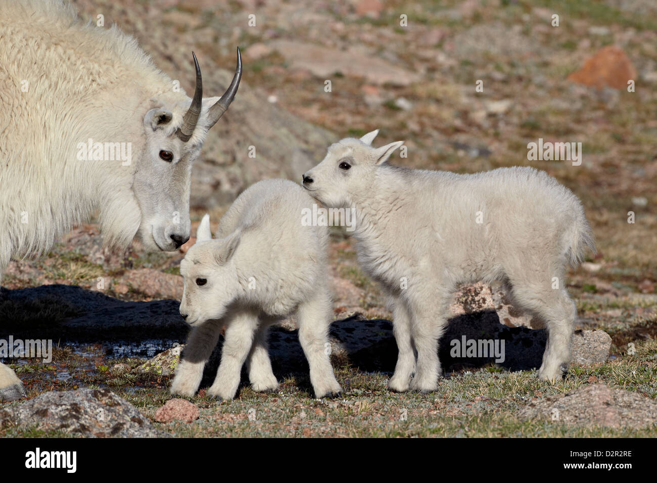 La chèvre de montagne (Oreamnos americanus) et bonne d'enfants, Mount Evans, Arapaho-Roosevelt National Forest, Colorado, USA Banque D'Images