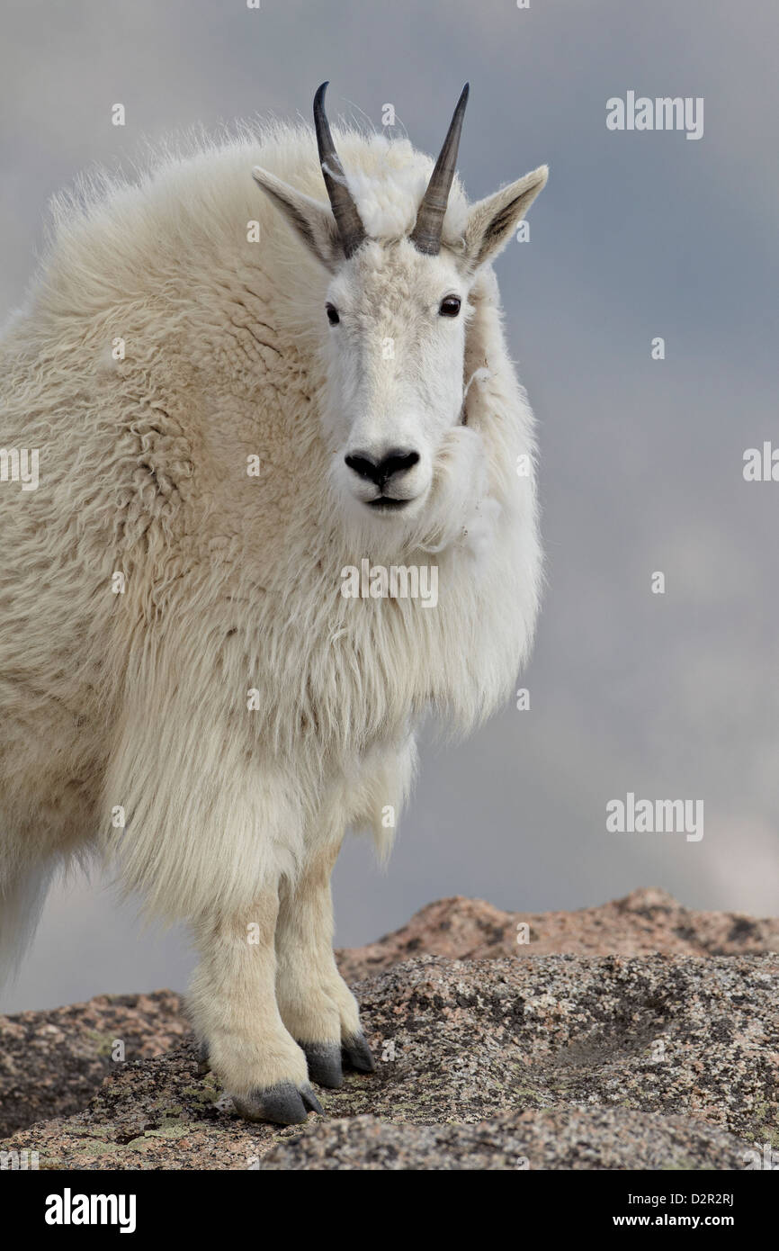 La chèvre de montagne (Oreamnos americanus), Mount Evans, Arapaho-Roosevelt National Forest, Colorado, USA Banque D'Images
