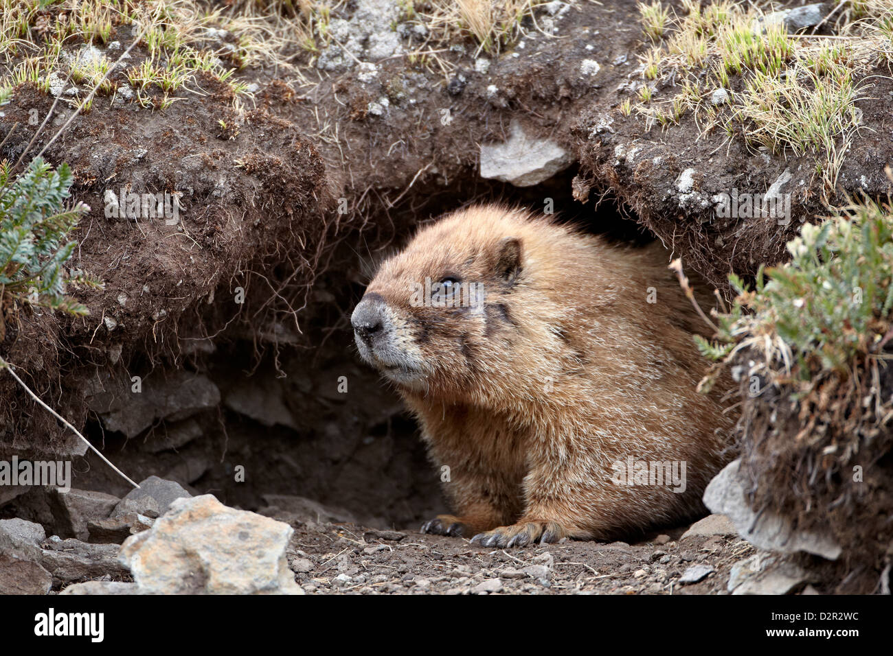 À VENTRE JAUNE (yellowbelly) Marmotte (Marmota flaviventris) à l'entrée d'un terrier, San Juan National Forest, Colorado, USA Banque D'Images