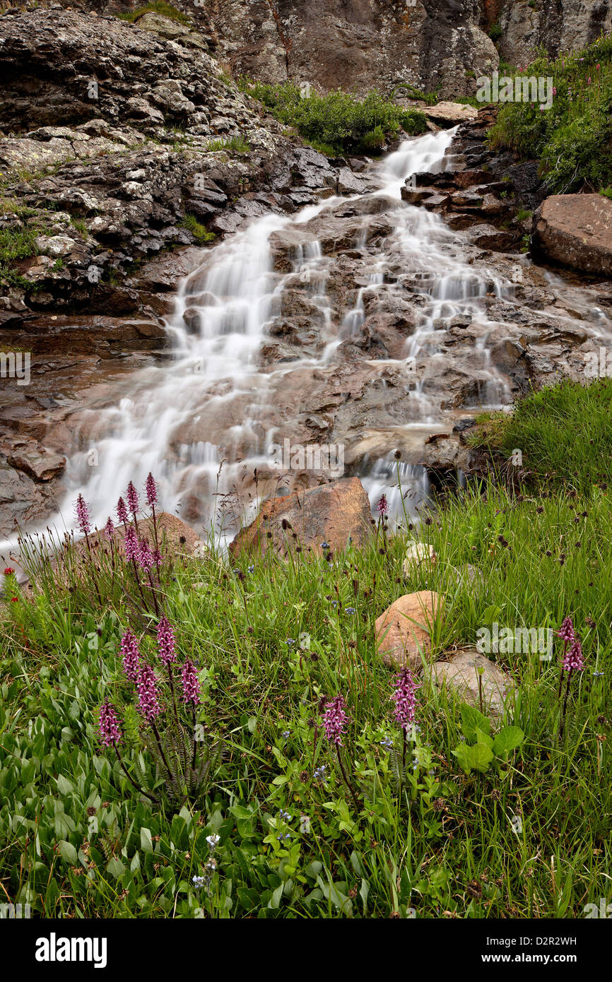 Cascades et têtes d'éléphants (peu d'éléphants rouges) (Pedicularis groenlandica), San Juan National Forest, Colorado, USA Banque D'Images