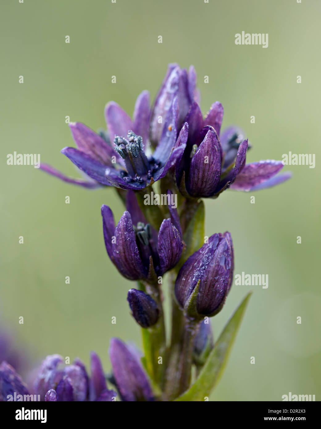 Gentiane Star (felwort) (Swertia perennis), San Juan National Forest, Colorado, États-Unis d'Amérique, Amérique du Nord Banque D'Images