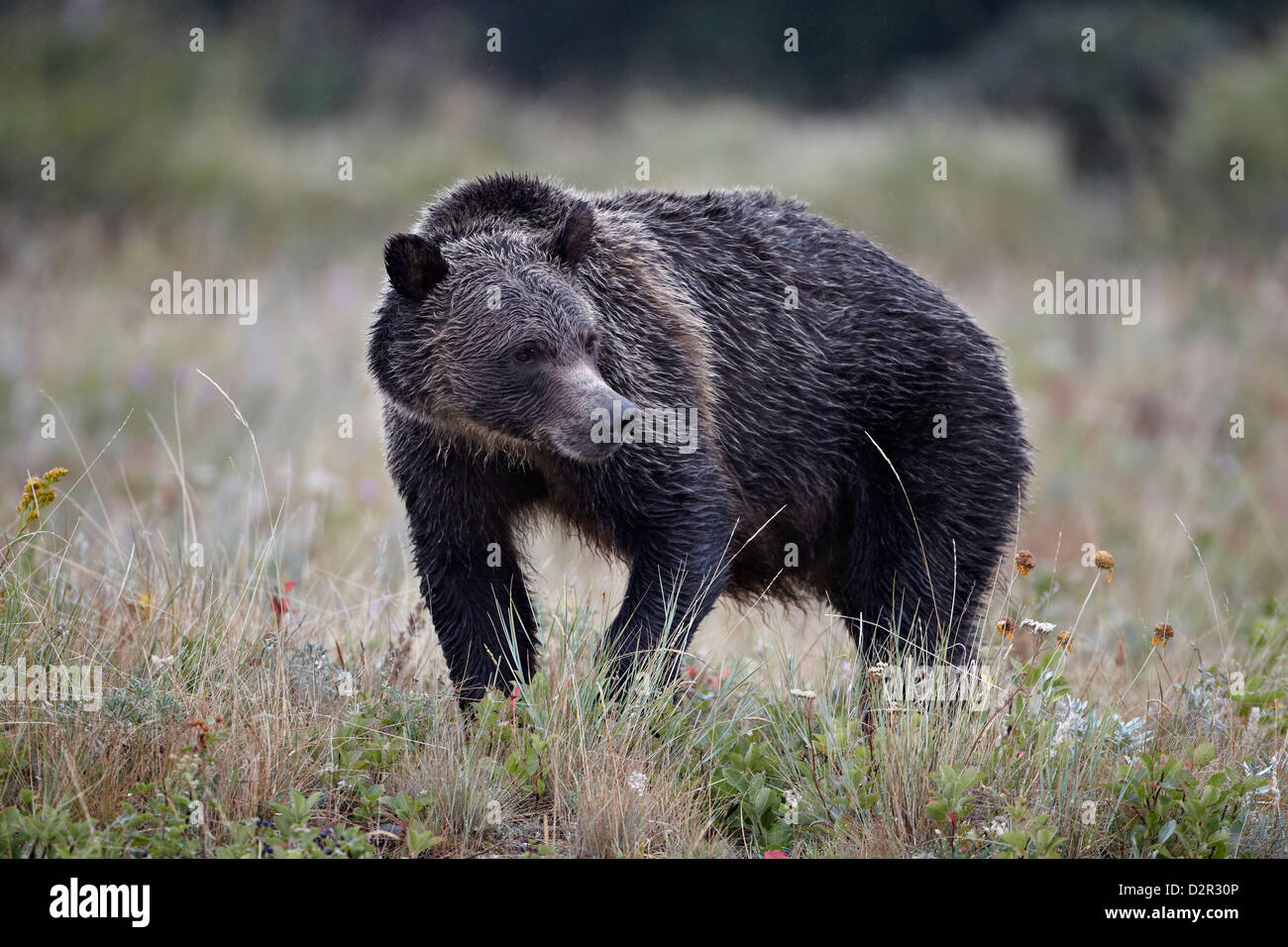 Ours grizzli (Ursus arctos horribilis) sous la pluie, le Glacier National Park, Montana, États-Unis d'Amérique, Amérique du Nord Banque D'Images