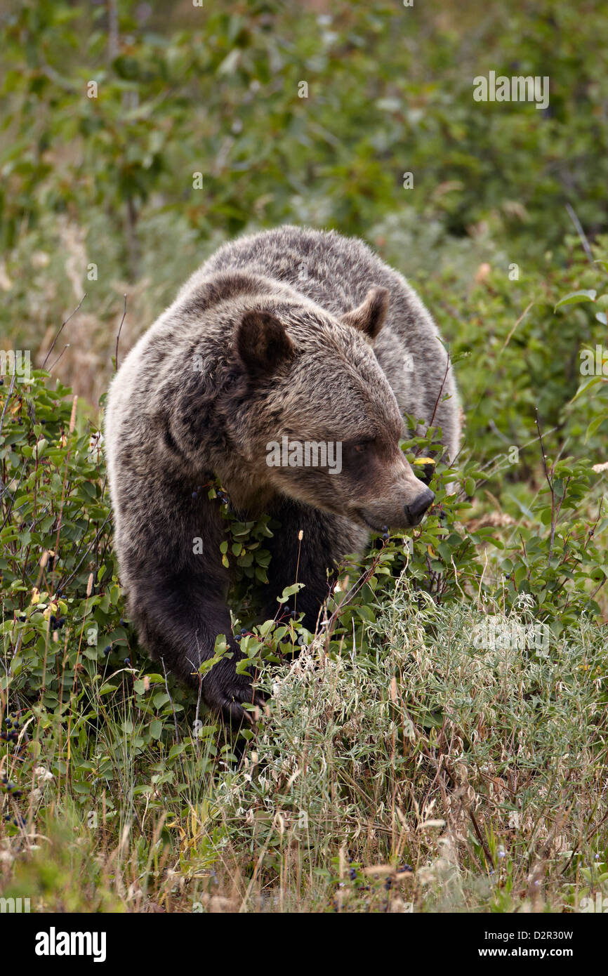 Ours grizzli (Ursus arctos horribilis) manger des baies, le Glacier National Park, Montana, États-Unis d'Amérique, Amérique du Nord Banque D'Images
