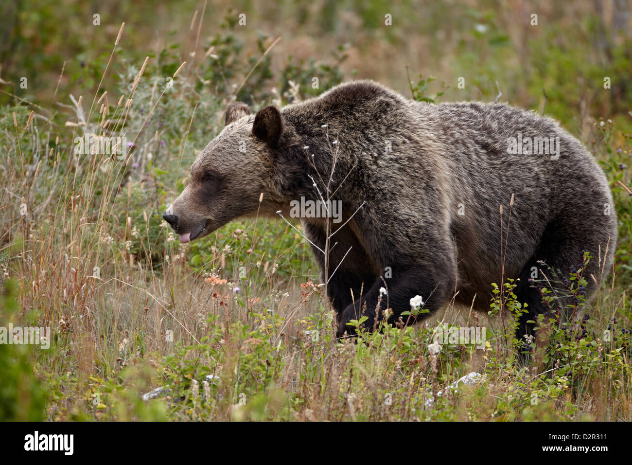 Ours grizzli (Ursus arctos horribilis) avec sa langue, Glacier National Park, Montana, USA Banque D'Images