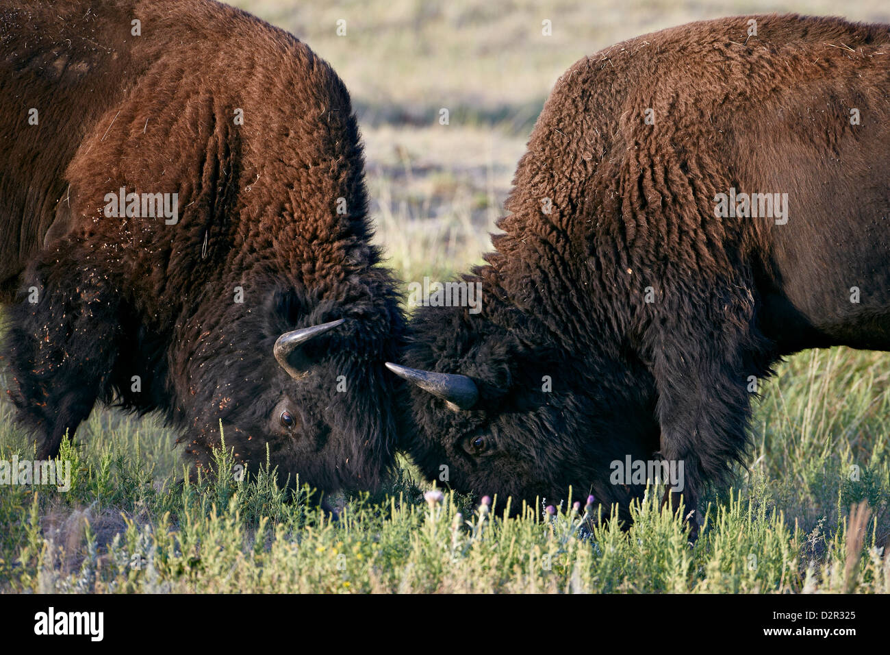 Bison (Bison bison) combat de taureaux, Custer State Park, Dakota du Sud, États-Unis d'Amérique, Amérique du Nord Banque D'Images