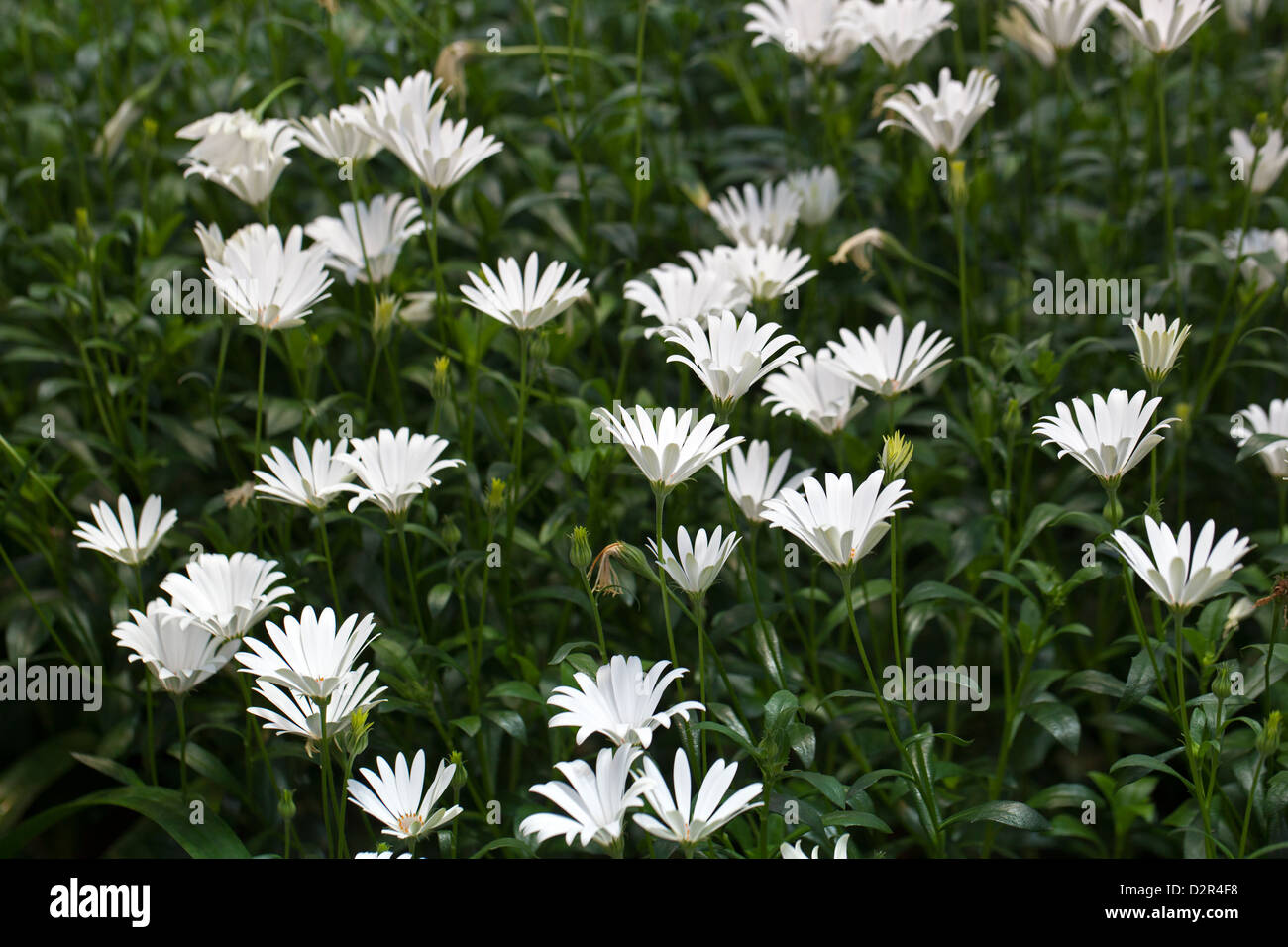 Daisy africains, Skär solvisare (Dimorphotheca jucunda) Banque D'Images