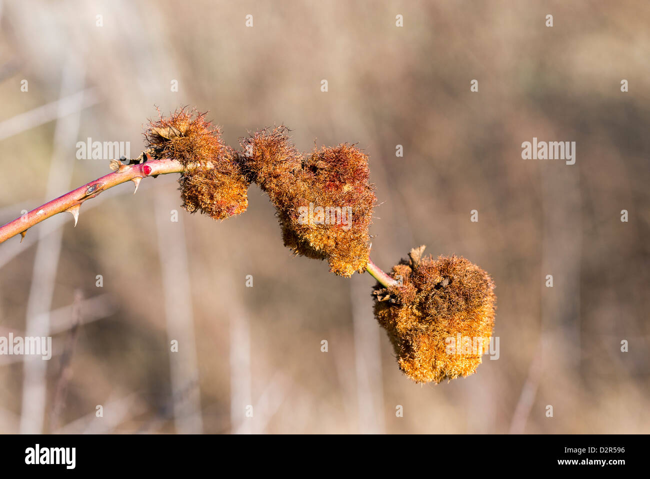 Bedeguar gall Robin's pincushion Banque D'Images