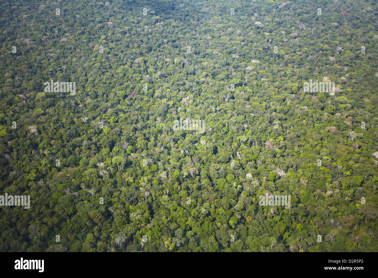 Vue aérienne de la forêt amazonienne, Manaus, Amazonas, Brésil, Amérique du Sud Banque D'Images